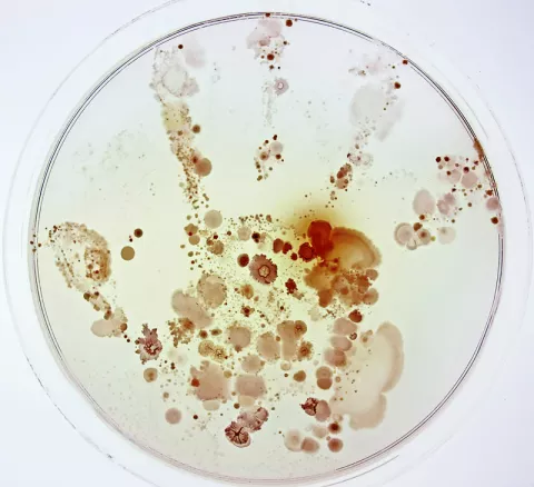 FECYT y CSIC premian las mejores imágenes del año en la 13ª edición del certamen FOTCIENCIA