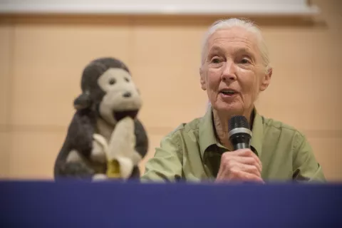 Jane Goodall hace balance de sus 55 años de investigación en África en el MUNCYT