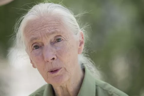 Jane Goodall hace balance de sus 55 años de investigación en África en el MUNCYT