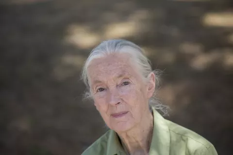 Jane Goodall hace balance de sus 55 años de investigación en África en el MUNCYT