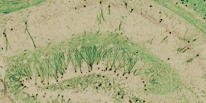 La iniciativa FOTCIENCIA dedica una modalidad especial al Año Cajal