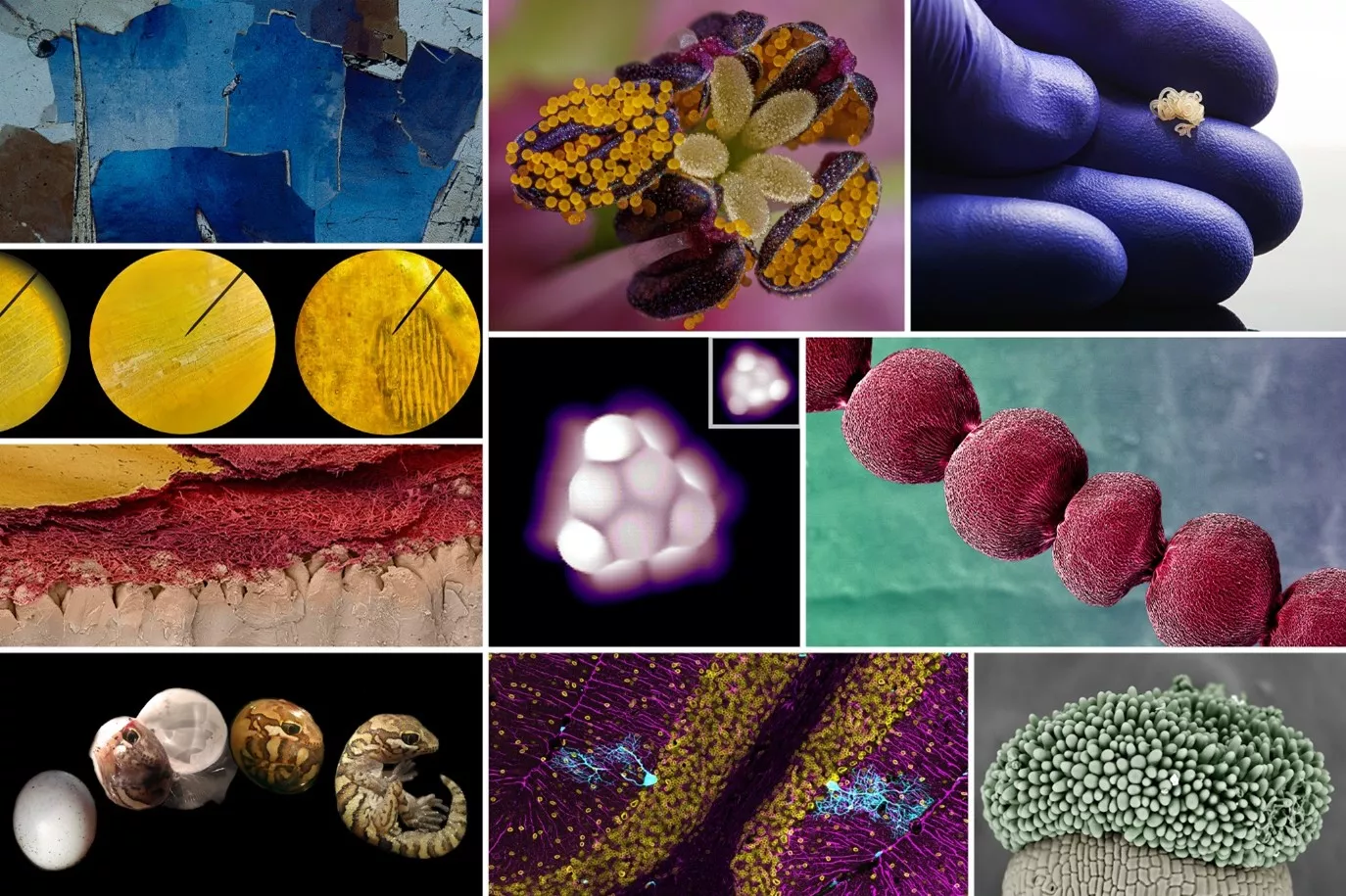 FOTCIENCIA presenta las mejores fotografías científicas de 2023