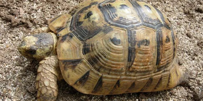 La FIEB trabaja en un programa de ayuda a la tortuga mora, especie en situación vulnerable